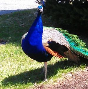 Meet your Posher, Ronald